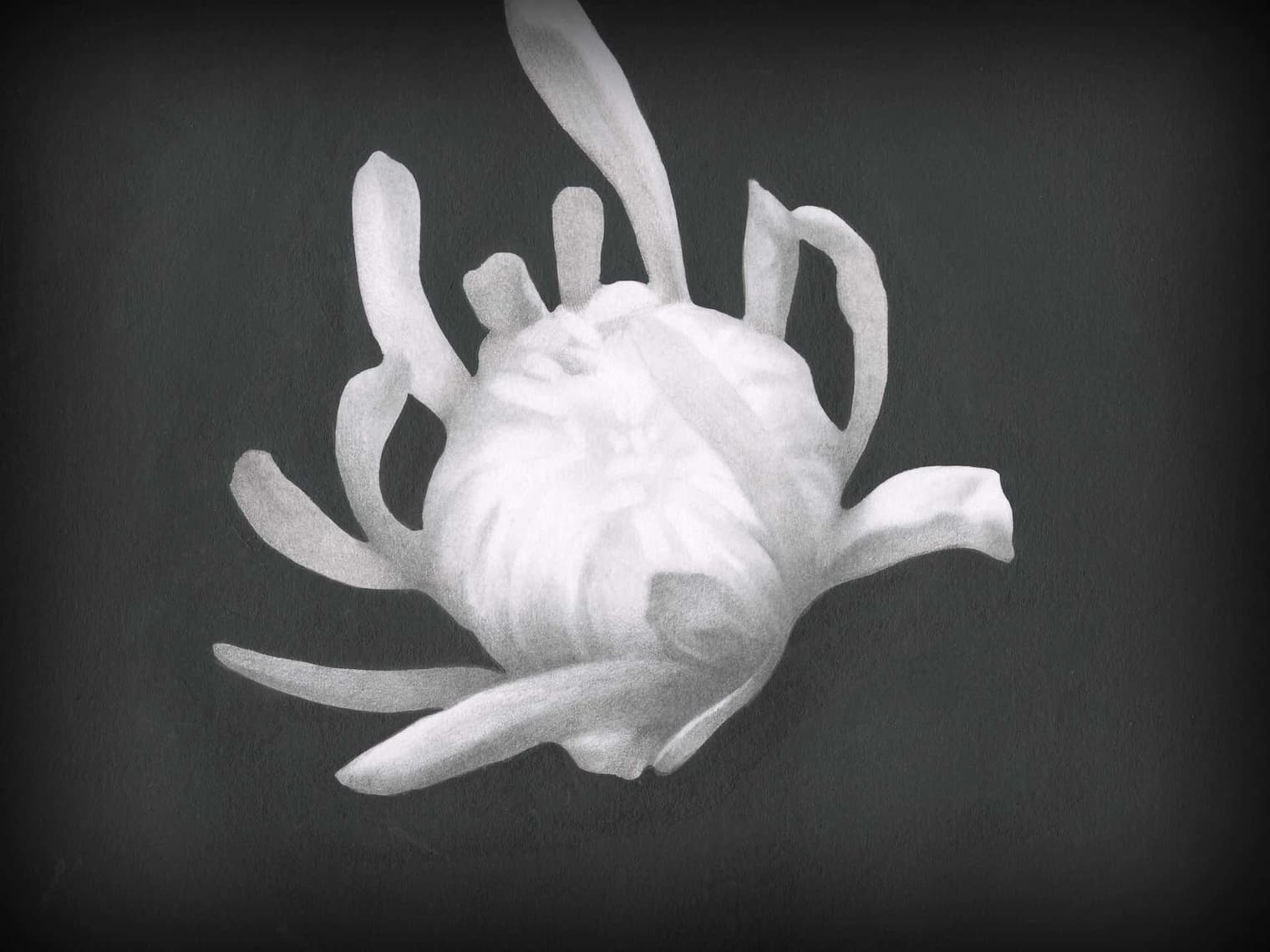 Chrysanthemum