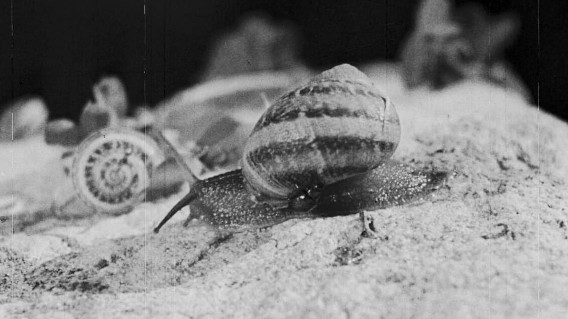 prizor iz filma Potok Ripasottile