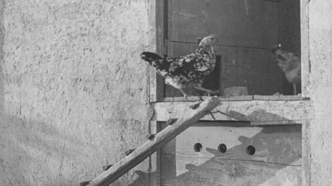 prizor iz filma Predrzni puran