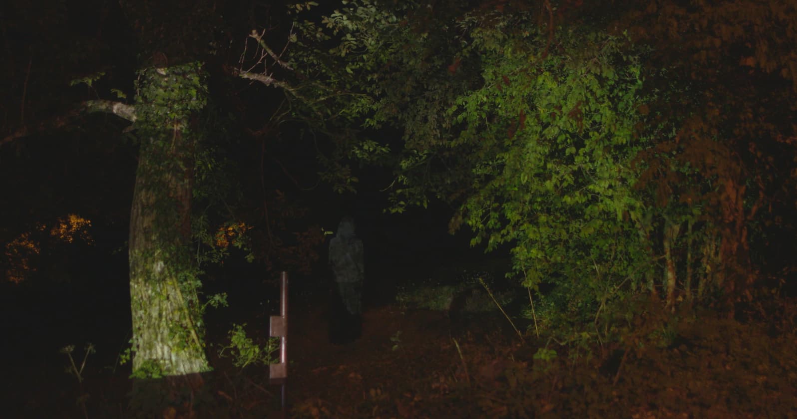 prizor iz filma Skrito v listju