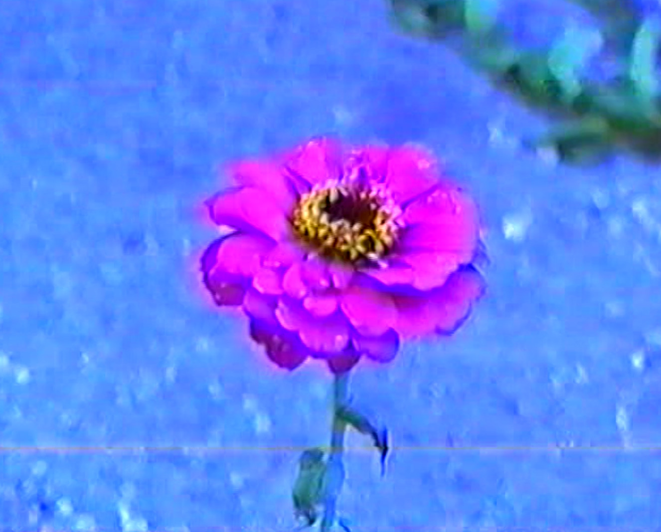 prizor iz filma Divje cvetje