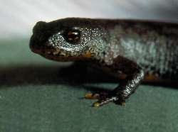 prizor iz filma Gigantska