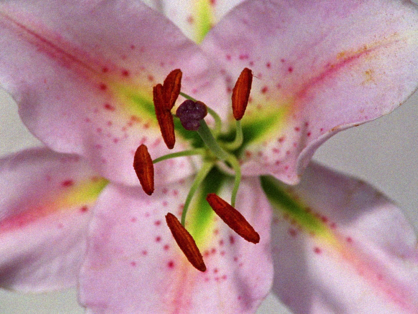 prizor iz filma Poljub